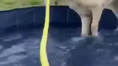 Dog and pool