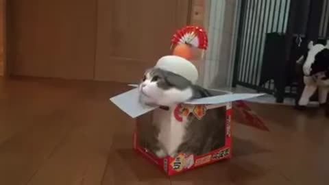 Cat sent in mission by Santa Claus