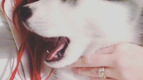 Husky puppy crying