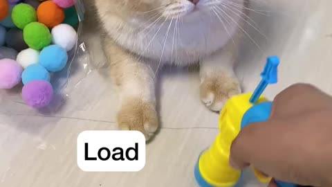 Best Funny Video Cat Playing With Toy Must Watch