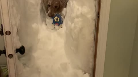 Dog Wades Through Deeps Snow to Retrieve Ball