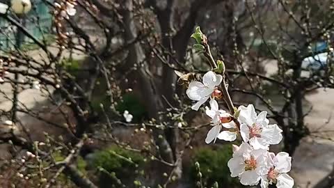 The flight of honeybees. And cherry blossoms.