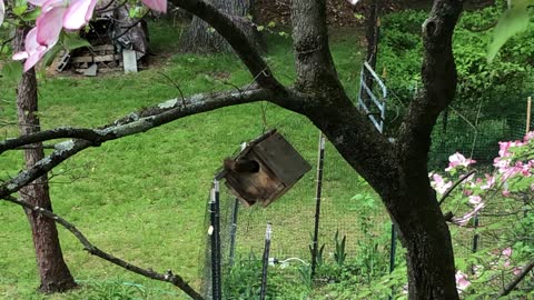 Wren is building its nest