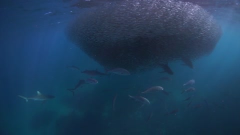 Sharks Feeding on Ball of Baitfish