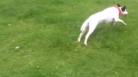 Happy dogs playing football.