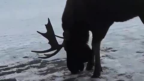 Man Attempts to Feed Moose, Gets Charged At Instead