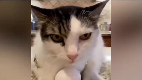 Funny animals tik tok video