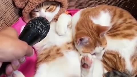 Funny & Cute Cats Compilation #10 #shorts 😻