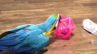 Parrot shows playful side with favorite toy