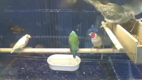 Lots of cute birds in the pet store, which one is most prettier... [Nature & Animals]