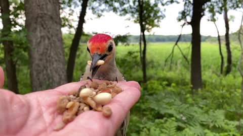 A male Red-bellied Woodpecker grabs a couple of peanuts