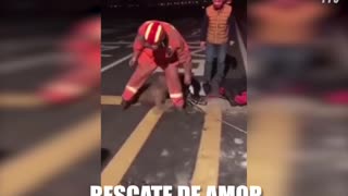 Bomberos rescatan un perro atrapado en una alcantarilla