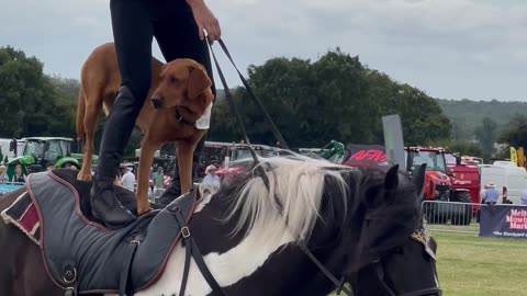 Dog And Liberty Trainer Ride Standing On Horse