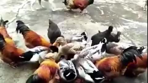 Chicken VS Dog Fight ****** Funny Dog Fight Videos