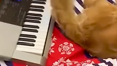 This is amazing. The dog is playing the piano with his tail