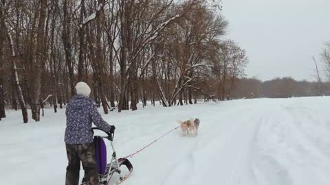 breed husky sled dogs in the winter. Northern husky dogs. riding on dogs