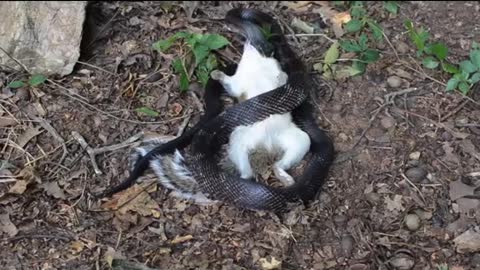 Black Rat Snake Eating a Squirrel