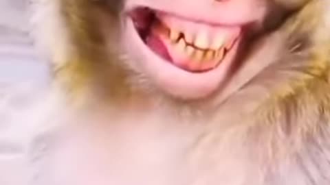 Monkey laughing | monkey funny