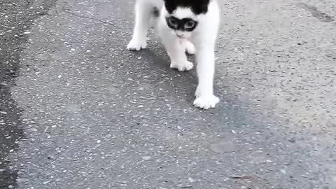 The big ears of the kitten "Mimi"