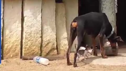 Doberman adopts three orphaned kittens