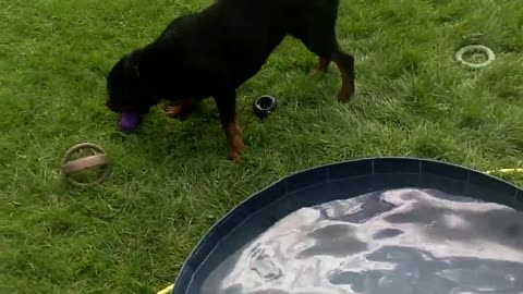 Rottweiler with pool toys