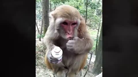 Cute and Funny Monkey Videos and Moments