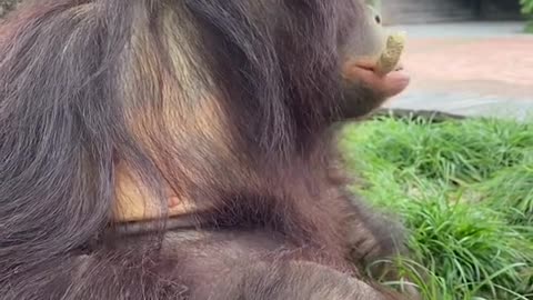 Picky eaters of orangutans