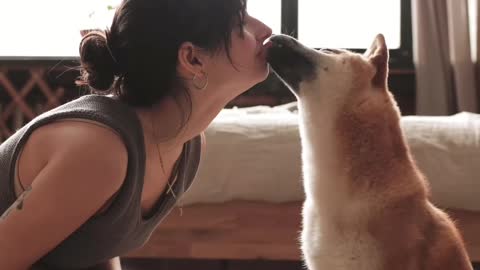 Funny dogs kissing girls