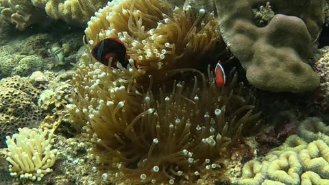 Freediving down to the reef in search of clownfish Finding Nemo!!