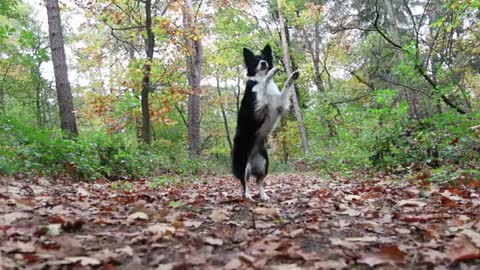 The Most incredible Dog Tricks ever