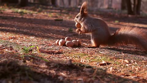 squirrel harvests nuts for winter