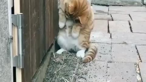 Cat funny videos