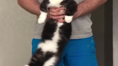 Tuxedo cat practising how to dance in a disco