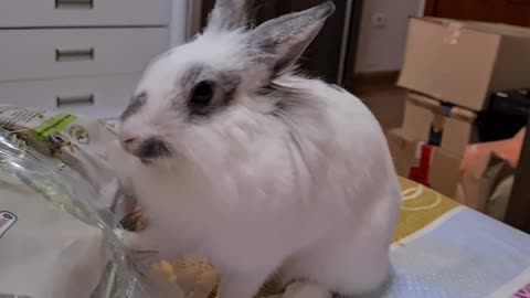 Bunny likes her timothy hay