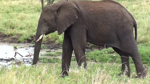 An elephant giving birth