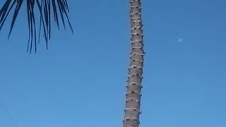 HOLD ON! Topping off a Norfolk Island Pine in Cape Coral, FL