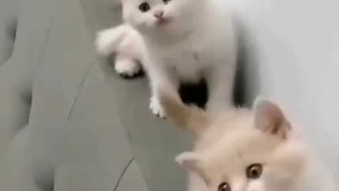 Trending cat short clip