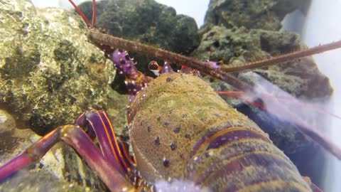 Tokyo Sea Life Park : Panulirus japonicus ≪ Japanese spiny lobster ≫ ( イセエビ )