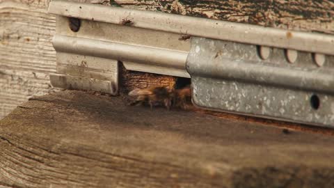 Close up of flying bees in the front of wooden beehive entrance