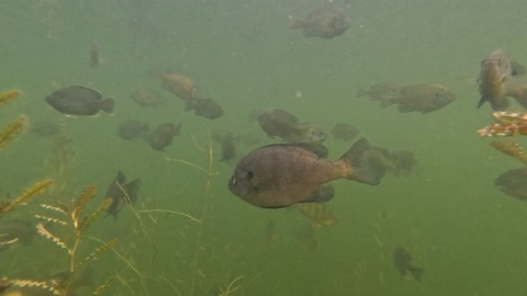 Life under the pontoon boat.