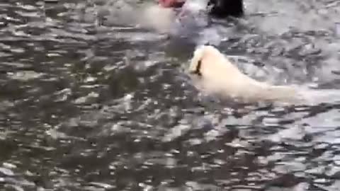 Dogs panic when owner swings out and falls into lake, then swim out to rescue him