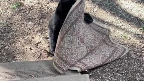 Bear Cubs Argue Over Stolen Rug