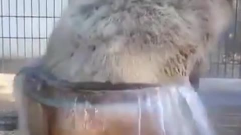 Capybara enters your spa