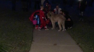 Dog Delivers Halloween Treats