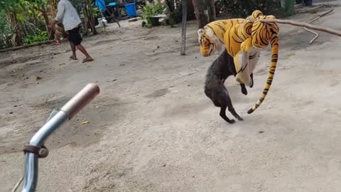 Wow Nice Dog!!! Fake Tiger Prank Dog Run So Funny Try To Stop Laugh Challenge|