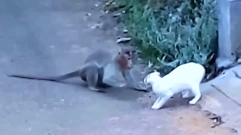 Cat vs Monkey