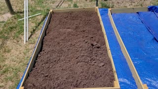 Chickens playing and planting