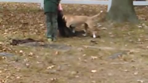 3 kids playing tug of war