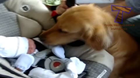 Dogs and cats meeting babies for the first time.