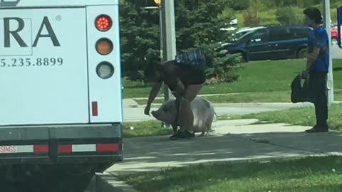 Pig Rides Public Transport